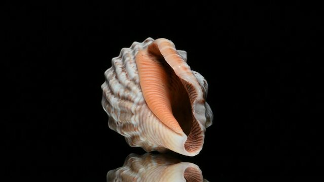 Small Bear Conch Shell (Strombus Urceus) rotating slowly against a black background