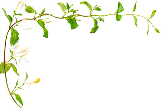 Lonicera japonica, known as Japanese honeysuckle and golden-and-silver honeysuckle isolated on a white background.space for your text