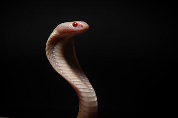 Fototapeta premium close up of standing albino javan spitting cobra, naja sputatrix, solid black background