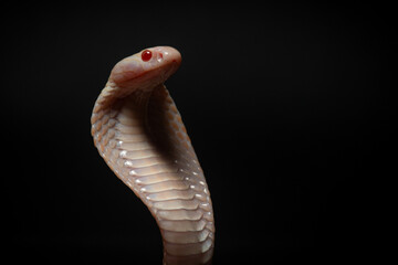 Fototapeta premium close up of standing albino javan spitting cobra, naja sputatrix, solid black background