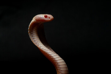close up of standing albino javan spitting cobra, naja sputatrix, solid black background