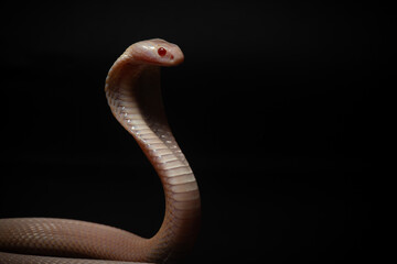 close up of standing albino javan spitting cobra, naja sputatrix, solid black background