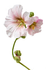 Beautiful fresh pink hollyhock flower bunch isolated on white background with clipping path