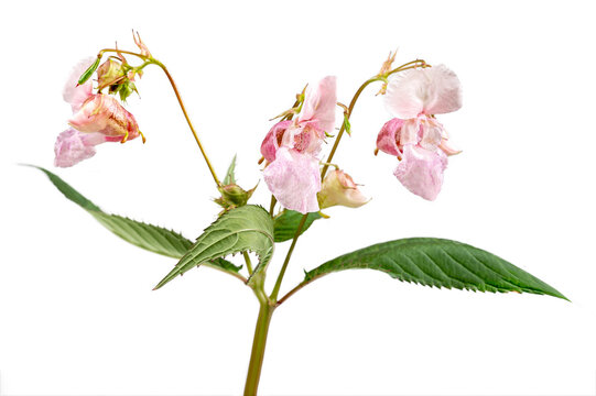Blooming pink Impatiens glandulifera Balsamina glandulifera, Himalayan balsam, Himalaya touch-me-not, ornamental jewelweed