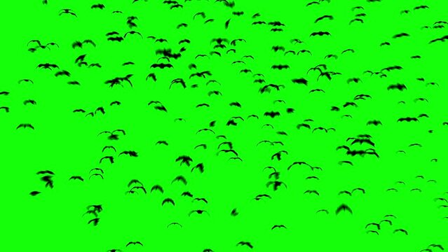 3D animation of flying vampire bats with a green screen background for easy compositing. Perfect for Halloween projects.