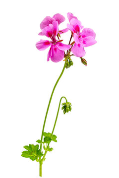close up pink flowers of rose geranium isolated on a white background