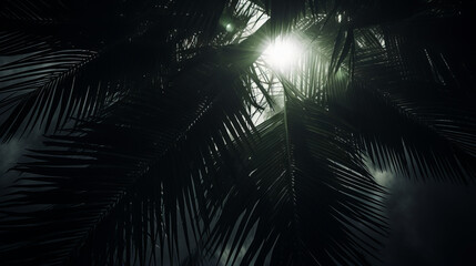 The sun shining through the leaves of a palm tree
