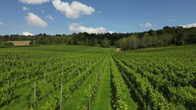 Mid-level drone shot tracking forward over English vineyard near Albury Surrey UK on a sunny August day