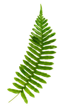 Leaf of polypody fern - Polypodium vulgare. Polypody stimulates bile secretion and is a gentle laxative. close up on white