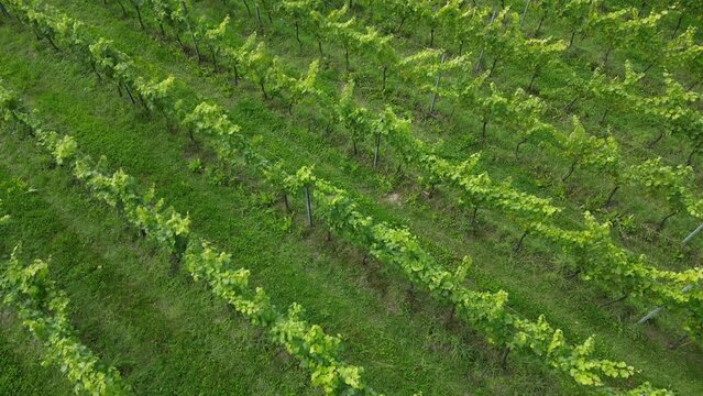 Low-level drone shot moving forwards over diagoonal rows of vines in English vineyard near Albury Surrey UK on a sunny August day