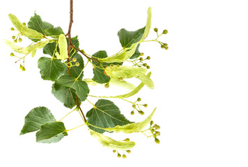 Fresh flowers fruit and leaves of linden or lime-tree isolated on white background