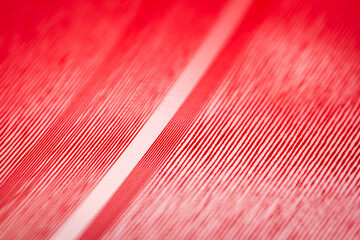 Macro shot of red color vinyl record - obrazy, fototapety, plakaty
