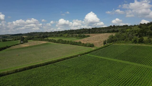 High-level panoramic drone shot descending towards rows of vines in English vineyard near Albury Surrey UK on a sunny August day