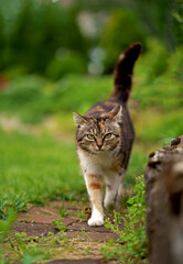 domestic cat walks in the garden. A tricolor cat walks in a greenhouse