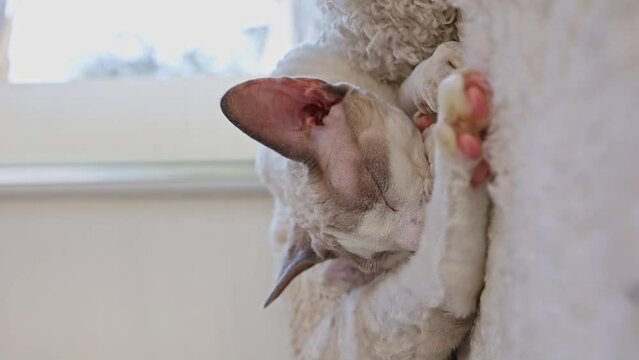 Cute little white cat sleeping on the window. Devonrex cat on the window.