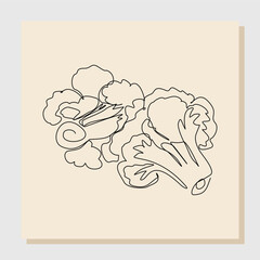 Continuous single line sketch hand drawn drawing of whole healthy organic cauliflower broccoli for farm logo identity. One line art concept for fresh vegetable icon. Vector illustration