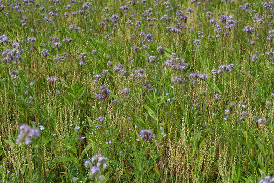 Wiese mit Distelblumen