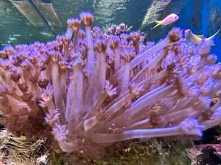Blick in ein Meerwasseraquarium mit Koralle und Fisch 