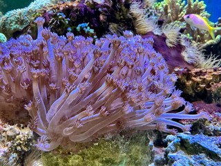 tropical coral reef