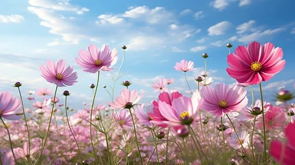 Deurstickers pink cosmos flowers © PANGERANDESIGN
