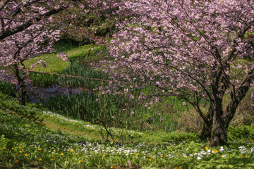 松前公園の桜満開