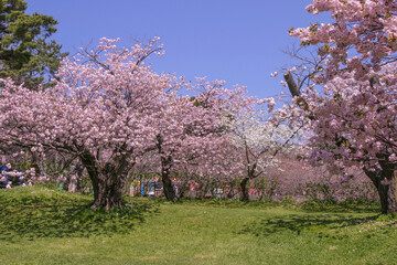松前公園の桜満開
