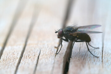 macro photo of fly (from side) on a brown wooden board in a summer day
