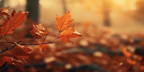 autumn fall leaves background cinematic