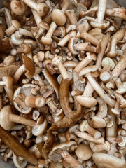 Washed and chopped mushrooms for pickling. Canning mushrooms. Preparations for the winter