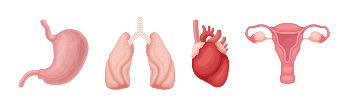 Human Body Internal Organ as Anatomy Vector Set