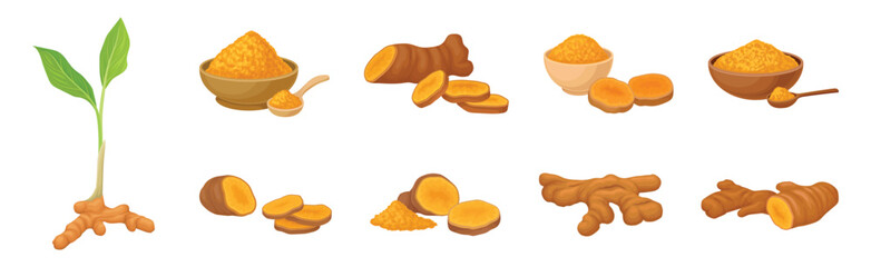 Ginger Plant with Root as Aromatic Spice Vector Set