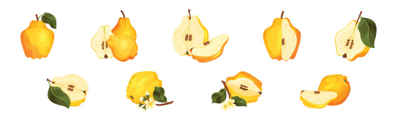 Quince Fruit Whole and Half with Stem Vector Set