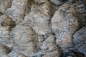 Palm tree trunk wood detailed texture. Palm tree wood background