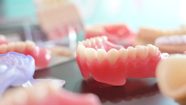 Plastic anatomical human jaws model, demonstration models for education on table at medical exhibition, trade show in dental clinic