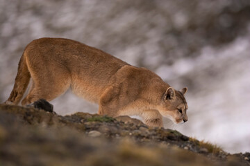Puma walking in mountain environment, Torres del Paine National Park, Patagonia, Chile.