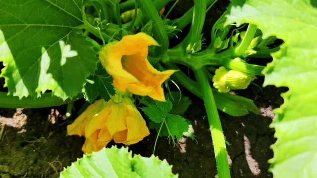 A small yellow patisson grew on a flowering bush in the garden