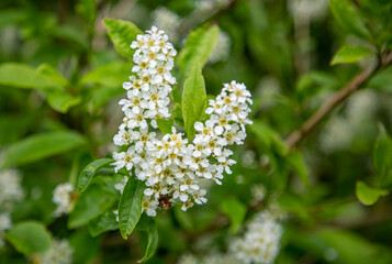 Weiß blühende Vogel Kirsche Hackbeere Baum, Hagberry Mayday Baum in Blüte, Zierpark Blumen auf Zweigen, Prunus Padus