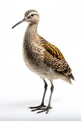 Obraz premium Ai uccelli del mediterraneo 