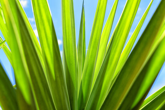 palm tree leaves
