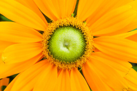 Yellow flowers with a green center