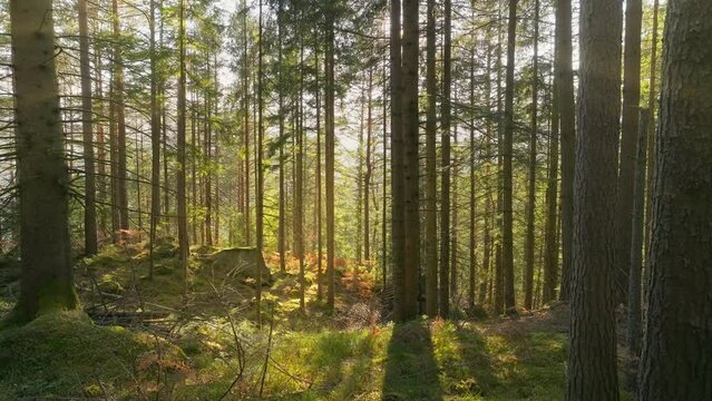 Sunny magical forest rays sun autumn summer nature