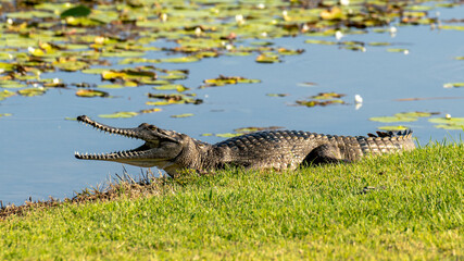Australian freshwater crocodile sunning itself by lilypads in lake