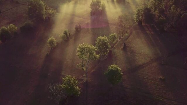 Breathtaking Sunrise in Heavy Fog through the Trees