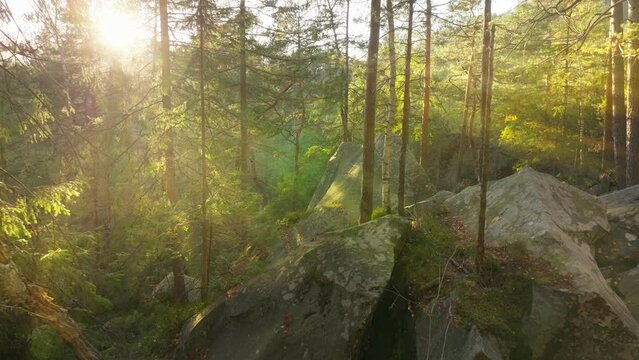 Forest sunny misty autumn summer morning sunrise magic green