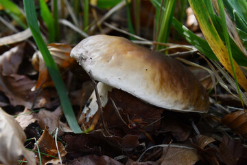  Porcini mushrooms in the undergrowth