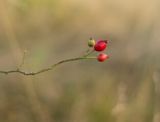 Dog rose hips on a bush in an autumn day,