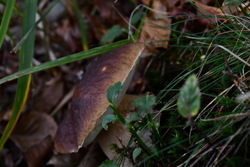 Porcini mushrooms in the undergrowth