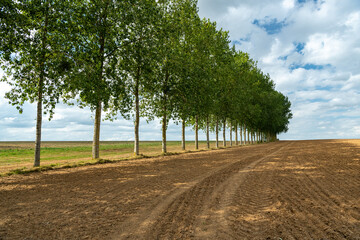 Alignement de peupliers au bord d'un champ