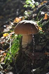 Porcini mushrooms in the undergrowth