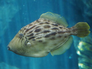 水族館　海水魚　カワハギ
